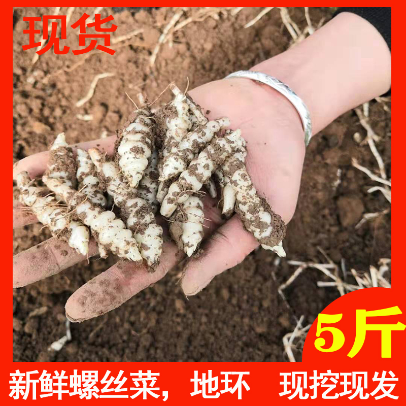 新鲜螺丝菜宝塔菜地环甘露子草食蚕地牯牛地葫芦蔬菜种子泡菜5斤