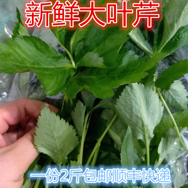 东北大叶芹新鲜种植|东北大叶芹新鲜做法|东北大叶芹