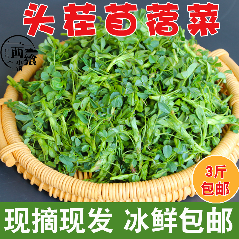 苜蓿菜新鲜食用现摘露天头茬苜蓿芽草头农家现挖野菜3斤包邮