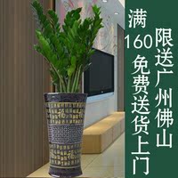 开业植物-财树盆栽招财树室内大型绿植客厅植