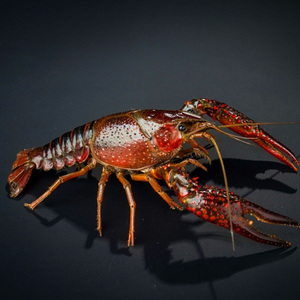 江苏鲜活小龙虾批发 全年选什么牌子好 同款好