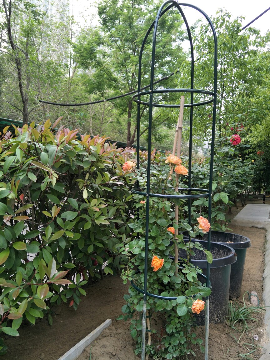 植物攀藤架 园艺支架月季爬藤架 楼顶种菜爬藤