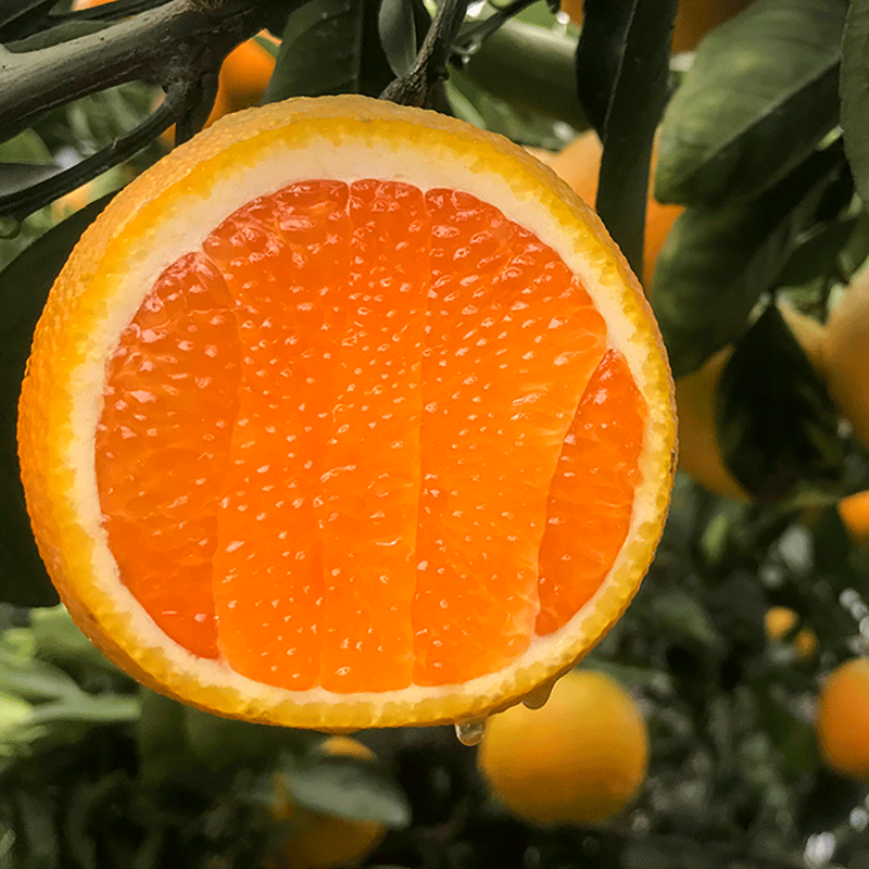 血橙新鲜水果价格|血橙新鲜水果功效|血橙新鲜水果|吗