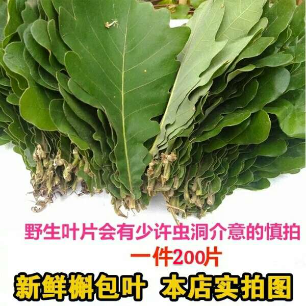 野生大槲胡叶玻璃叶伯乐叶菠萝叶柞木叶端午节粽子叶新鲜50片包邮