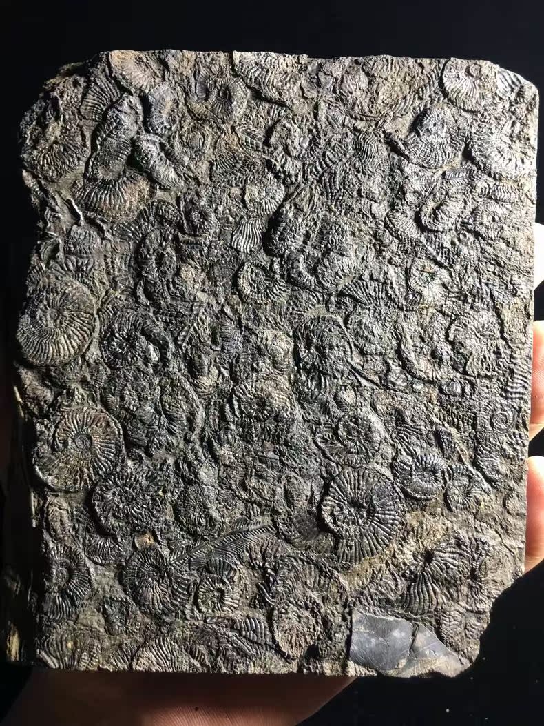 多瘤粗菊石群板化石 三叠纪 古生物化石 教学标本礼物贵州摆件