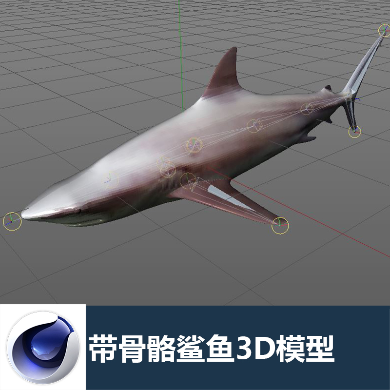 c4d鲨鱼沙鱼鲛鲨带骨骼绑定带材质贴图设计参考三维模型素材_1301
