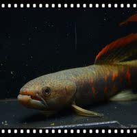 小型凶猛鱼-货观赏鱼活体原生鱼冷水鱼激流马