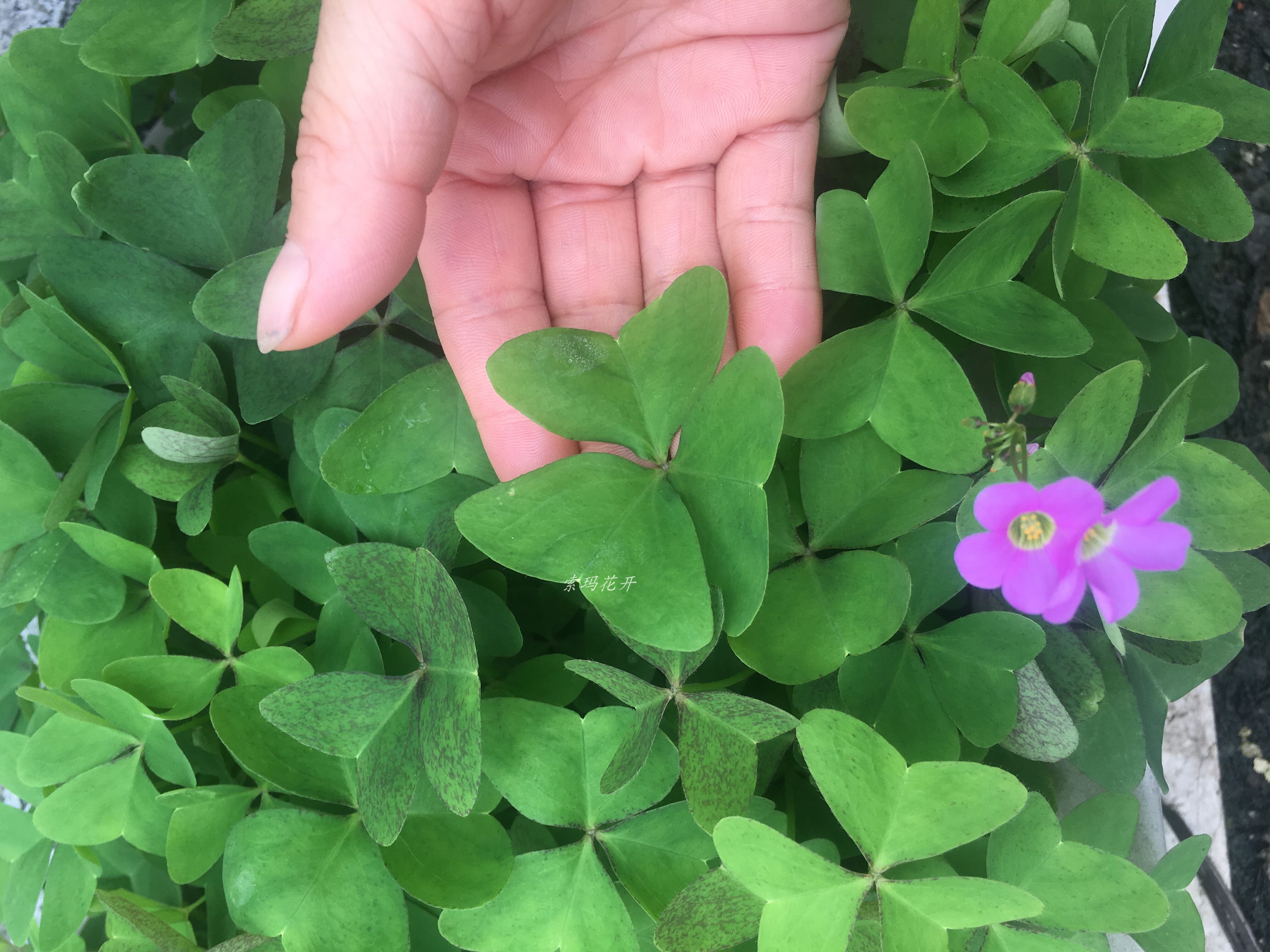 大绿叶子红花酢浆草种球草坪阳台庭院观花绿植多年生幸运草三叶草