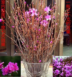 美产D'Addario达达里真的好吗 哪里买便宜价格