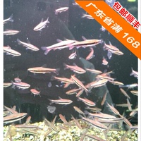 橘色铅笔鱼 3CM 灯科鱼 野生鱼 观赏鱼 热带鱼