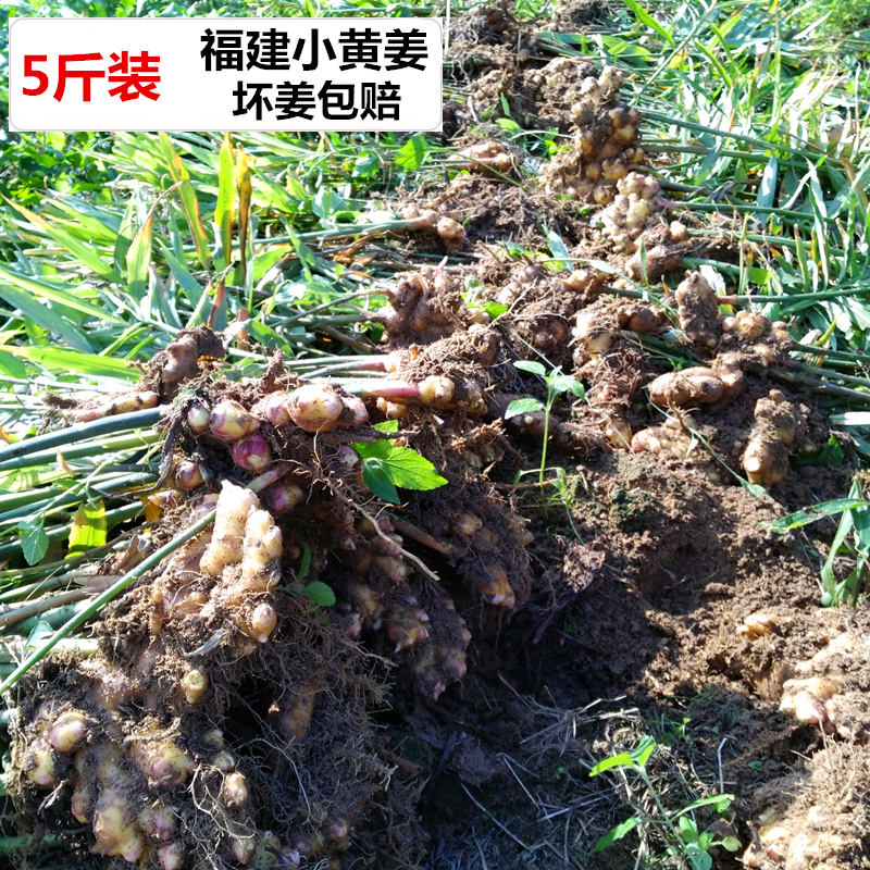 福建自家种植小生姜 新鲜老姜本地老品种黄姜月子姜新鲜生姜2500g