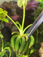 香蕉草-设备进口香蕉草结蕉草鱼虾缸观赏前景