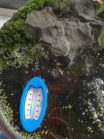 (观背青鳉,稻田鱼)-鱼1只【包邮极品】 观背青鳉