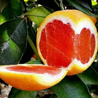 赣南红肉脐橙10斤-果脐橙 【限量送水果刀】【