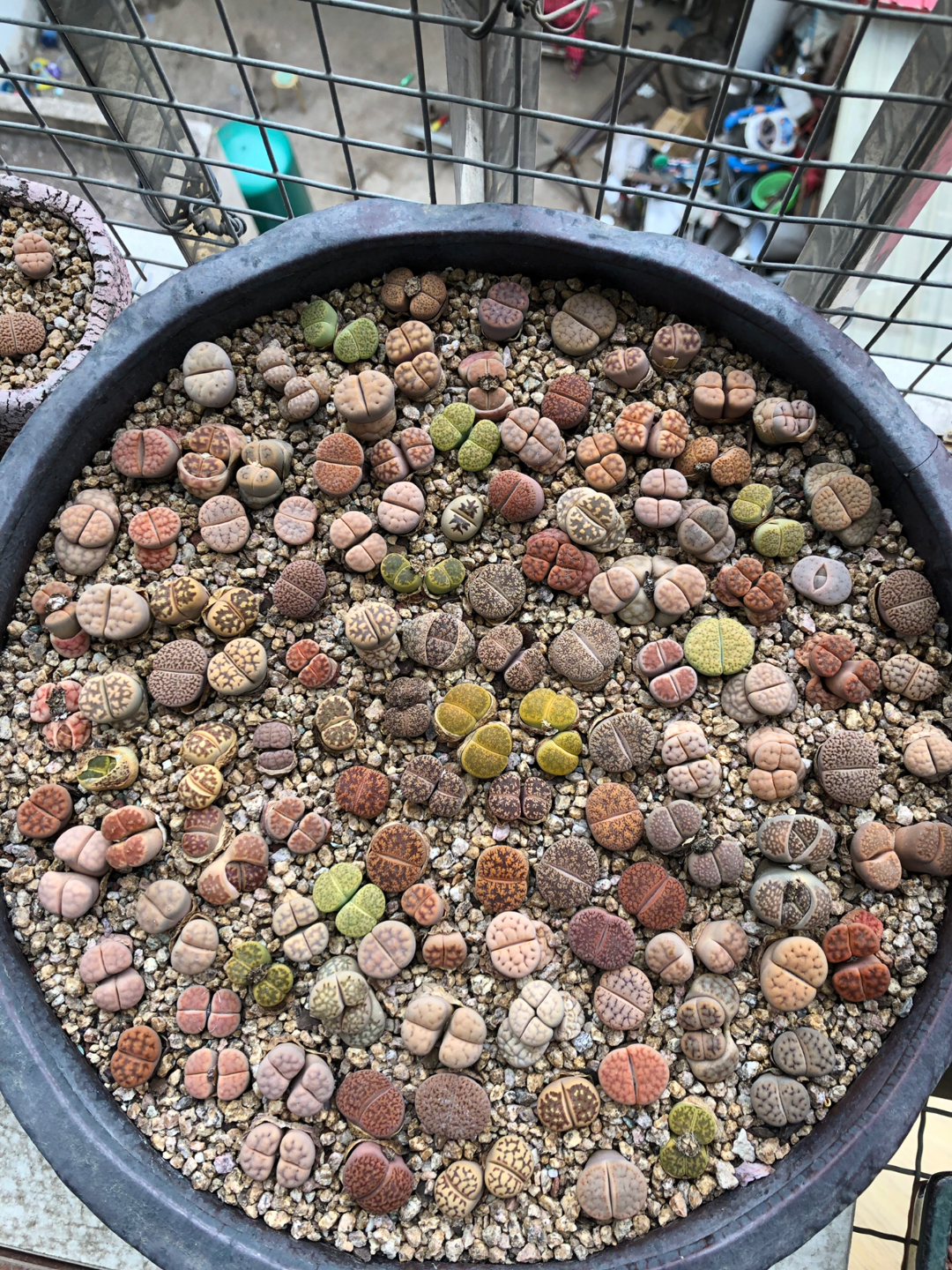 南非生石花种植|南非生石花种类|南非生石花图片|意思
