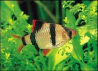 万江渔场 金苔鼠 鱼缸工具鱼 除藻鱼 清道夫 热