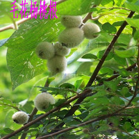 杨桃根-口药大别山野生猕猴桃根藤梨根雄洋桃