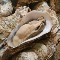 成都海鲜配送-0g活虾活基围虾 空运 成都海鲜生