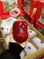 哈尔滨新鲜水果 精品有机黄心蜜柚黄金蜜柚子