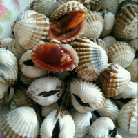 成都海鲜配送-0g活虾活基围虾 空运 成都海鲜生