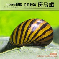 清洁鱼观赏鱼-大号田螺金鱼锦鲤混养观赏螺活