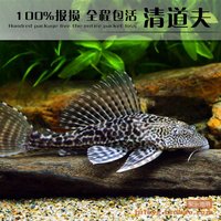 清洁鱼观赏鱼-大号田螺金鱼锦鲤混养观赏螺活