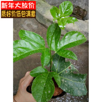 鸡蛋果种苗爬藤水果籽-香果苗紫香一号黄金果