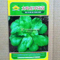 虎耳英文种子茼蒿板叶排骨菜少生虫清香味浓玉米茼蒿大叶图片