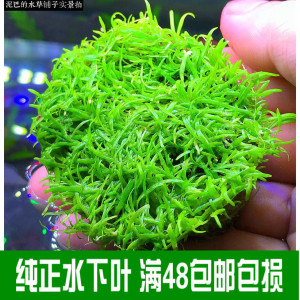 趴地大爬地矮珍珠挖耳选什么牌子好 同款好推