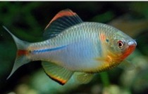 【旁皮鱼 高体鳑鲏鱼】_旁皮鱼 高体鳑鲏鱼推