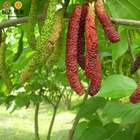 当年结果富川脐橙-树桑葚树苗 当年结果台湾长