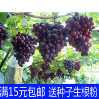 结果大苗巨峰早熟无核盆栽地栽南方北方种植当