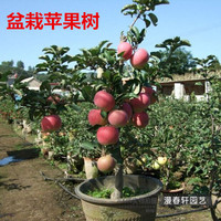 瑞士红肉苹果树苗-南方种植 苹果苗北方种植苹