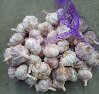 校园专区缅甸产黄河蜜瓜 黄金瓜 哈密瓜 13.5元