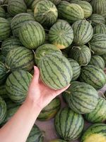 正宗麒麟瓜 早佳8424西瓜种子 无籽西瓜种子 黄