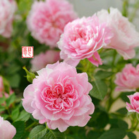 铃之妖精(-ée Clochetteフ月季 强荐【岁月静好