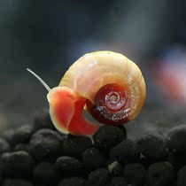 【苹果螺活体】_苹果螺活体推荐_品牌_价格_