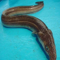 成都海鲜配送-0g活虾活基围虾 空运 成都海鲜生