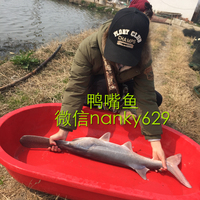 赏活体鲟鱼苗鱼最好养的清吃垃圾鱼可与锦鲤混