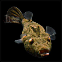 小型凶猛鱼-洲王子8CM宠物鱼活体\/蓝雨水族\/彩