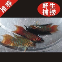 中国斗鱼普叉-菩萨冷水观赏鱼【纯野生】中国