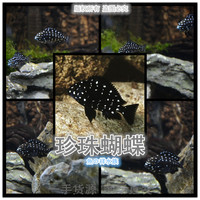 珍珠蝴蝶鱼 观赏热带鱼 三湖慈鲷坦鲷 蓝面珍珠