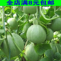 缅甸特产进口黄河蜜瓜新鲜水果黄金蜜瓜哈密瓜