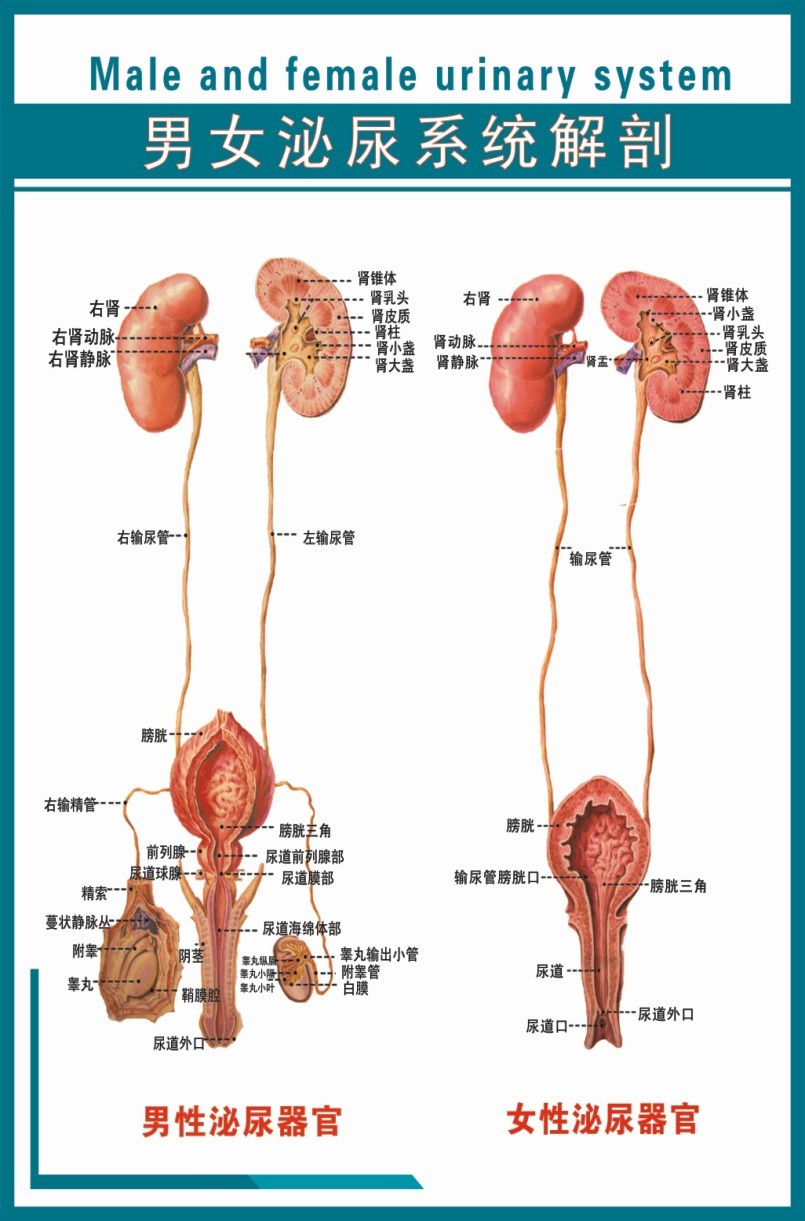 男女泌尿生殖解剖海报宣传画挂图15《男女泌尿系统解剖图》写真图