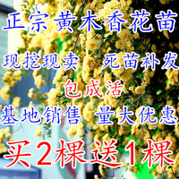 啤酒花 国产香花1kg 香型啤酒花颗粒 精酿啤酒