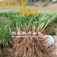 菜苗韭菜根紫根韭菜种-种子阳台盆栽菜苗地栽